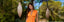 The Orange Edit